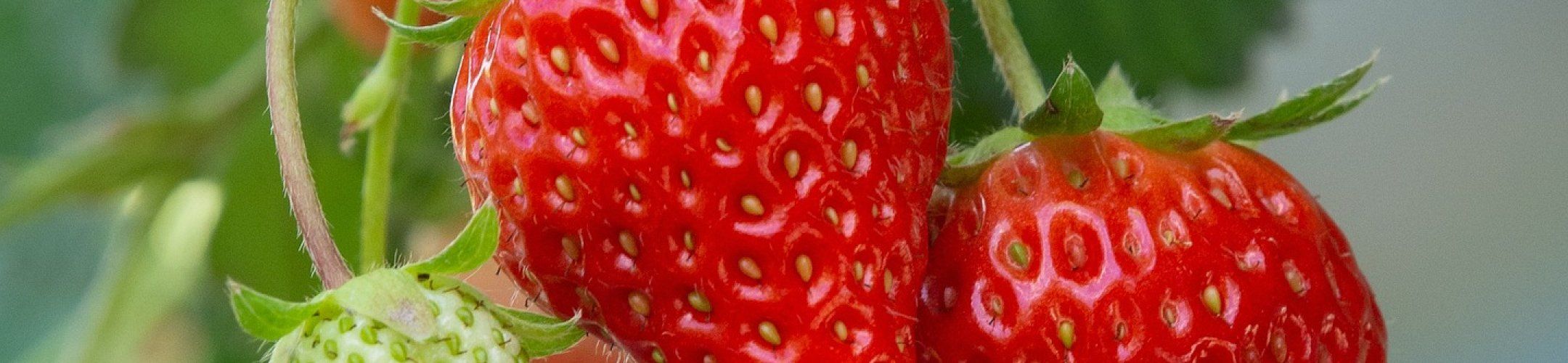 FOSC is extended by one year