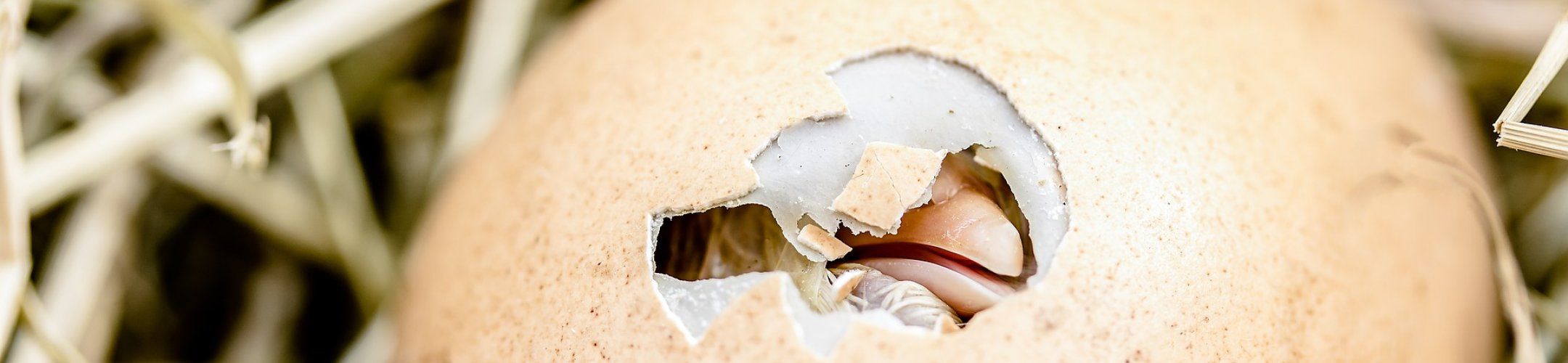 First newsletter of FOSC