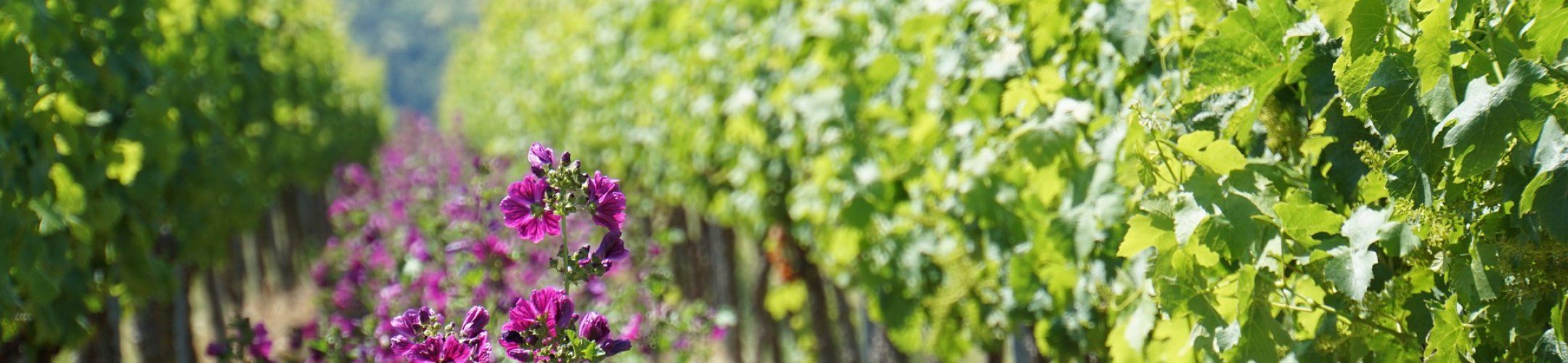 Joint newsletter FOSC and SUSFOOD2