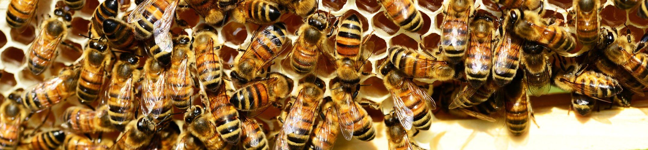 Launching the FOSC Knowledge Platform