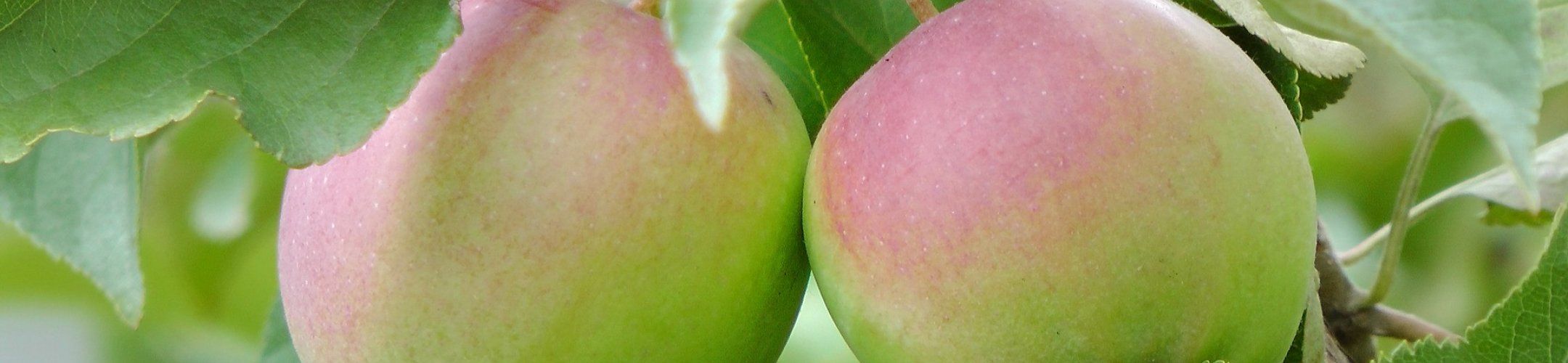 Pre-Announcement Joint Call FOSC and SUSFOOD2