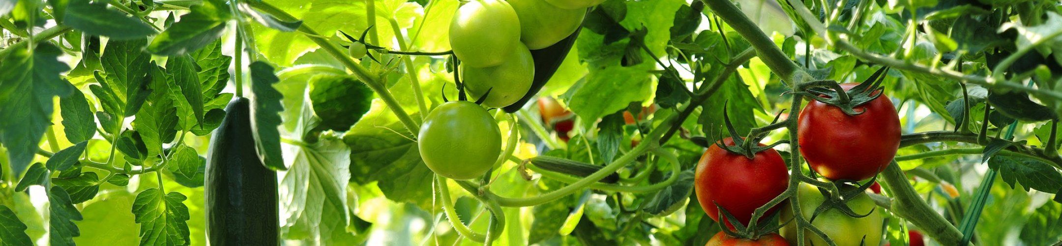 Project fact sheets of the 2021 joint call are published