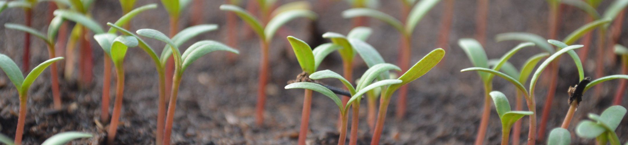 Publication of the FOSC Communication and Dissemination Strategy