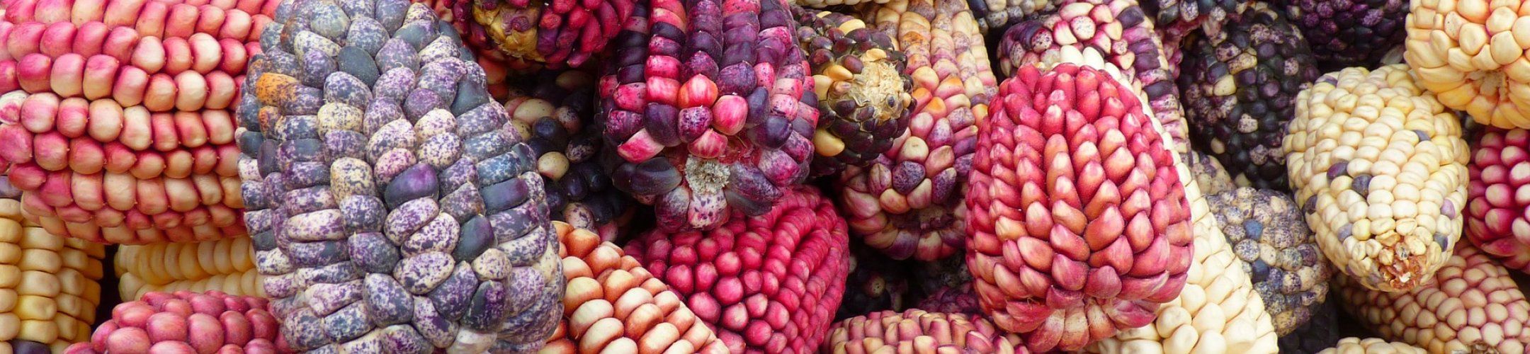 Seventeen projects are selected for funding